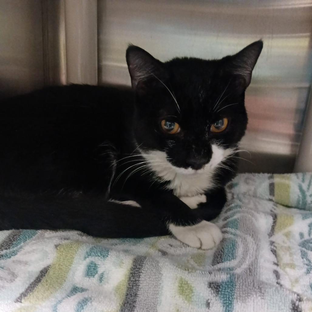 Carlisle, a Adoptable Domestic Short Hair in Philadelphia, PA image 5/5