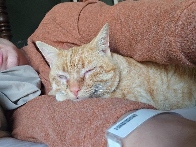 Enlarge LT. DAN, a Adoptable Manx in Athens, AL image 1/3