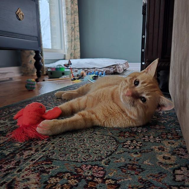 Enlarge LT. DAN, a Adoptable Manx in Athens, AL image 2/3