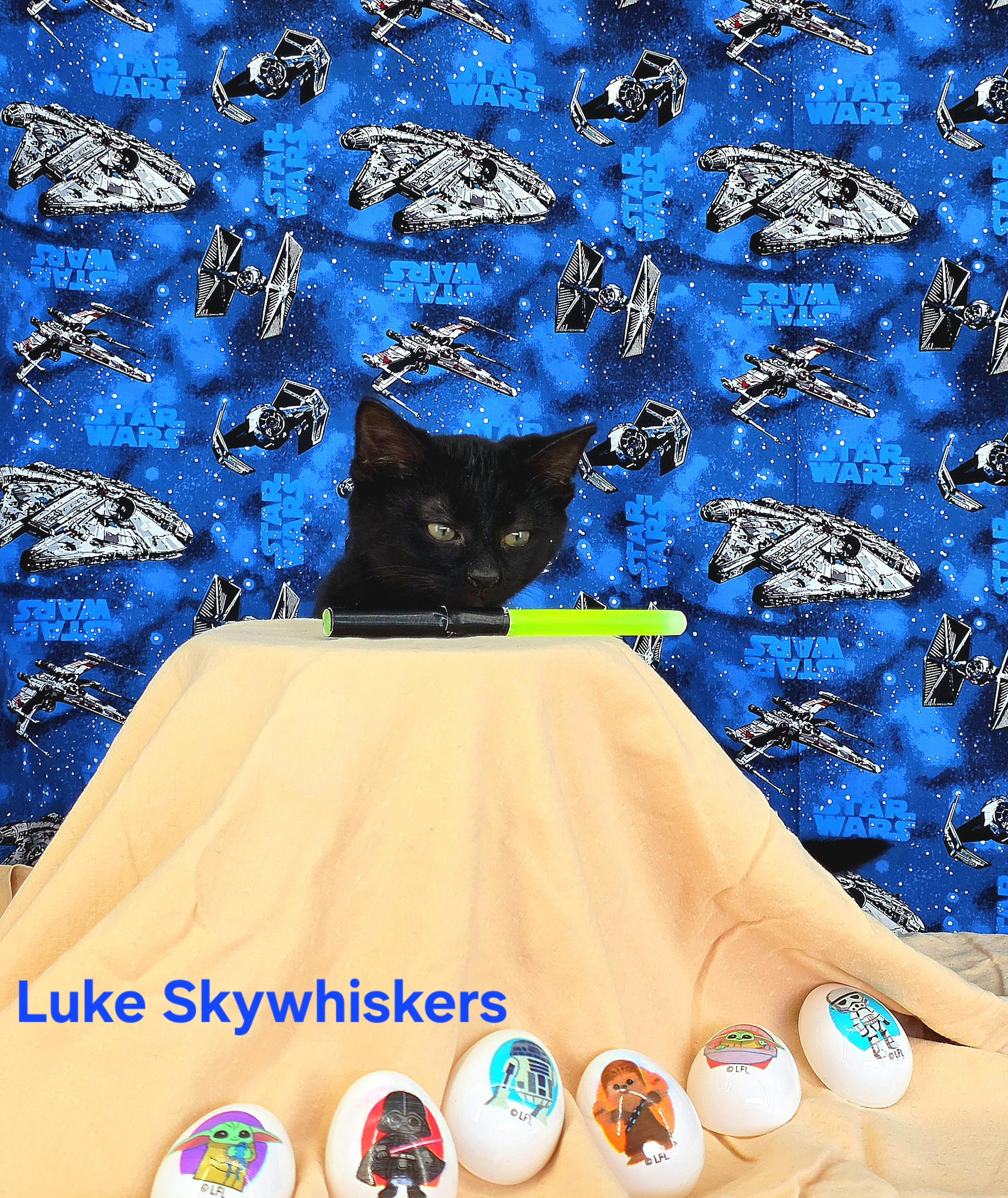 Enlarge Luke Skywhiskers , a Adoptable Domestic Short Hair in Knoxville, TN image 4/4