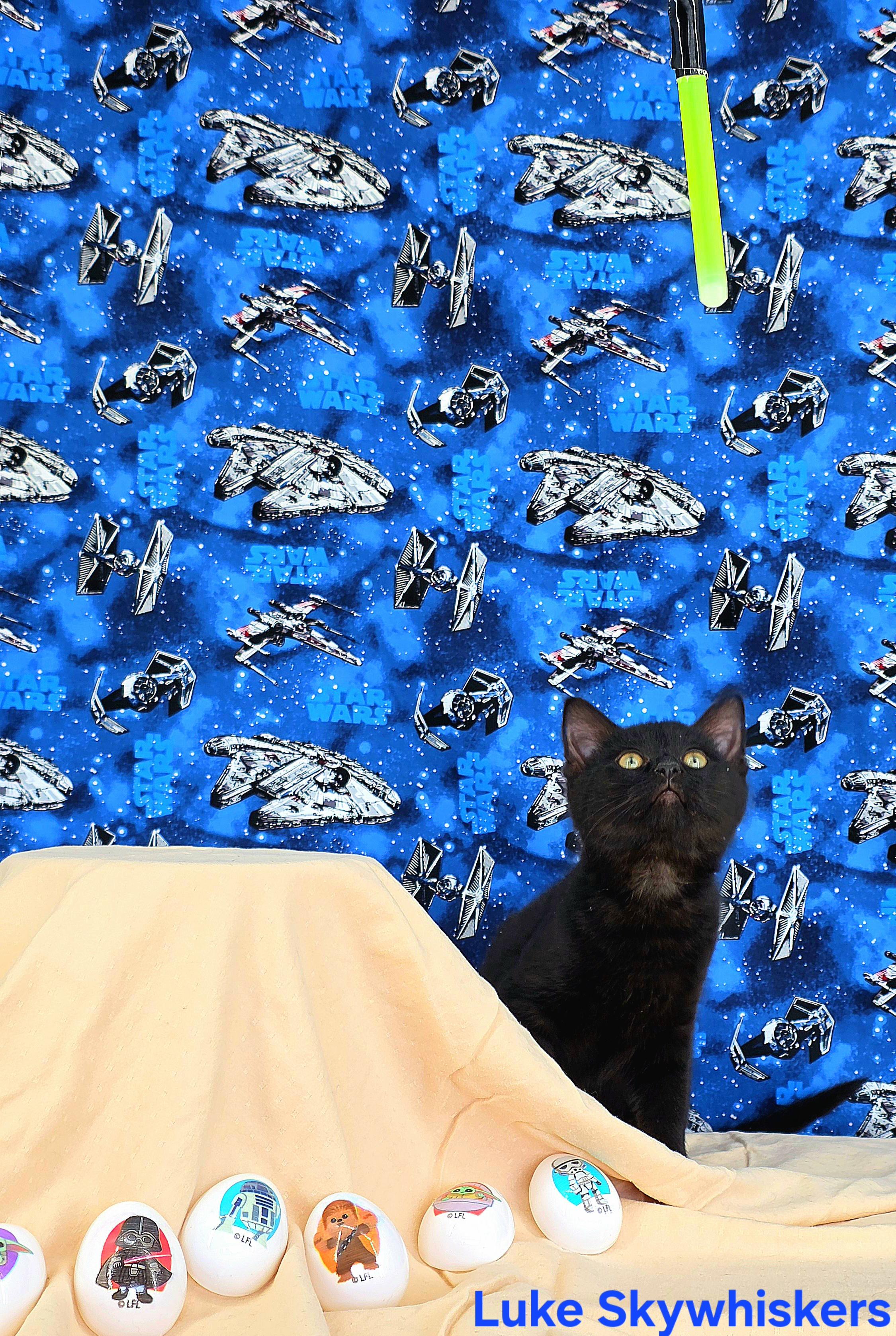 Enlarge Luke Skywhiskers , a Adoptable Domestic Short Hair in Knoxville, TN image 1/4