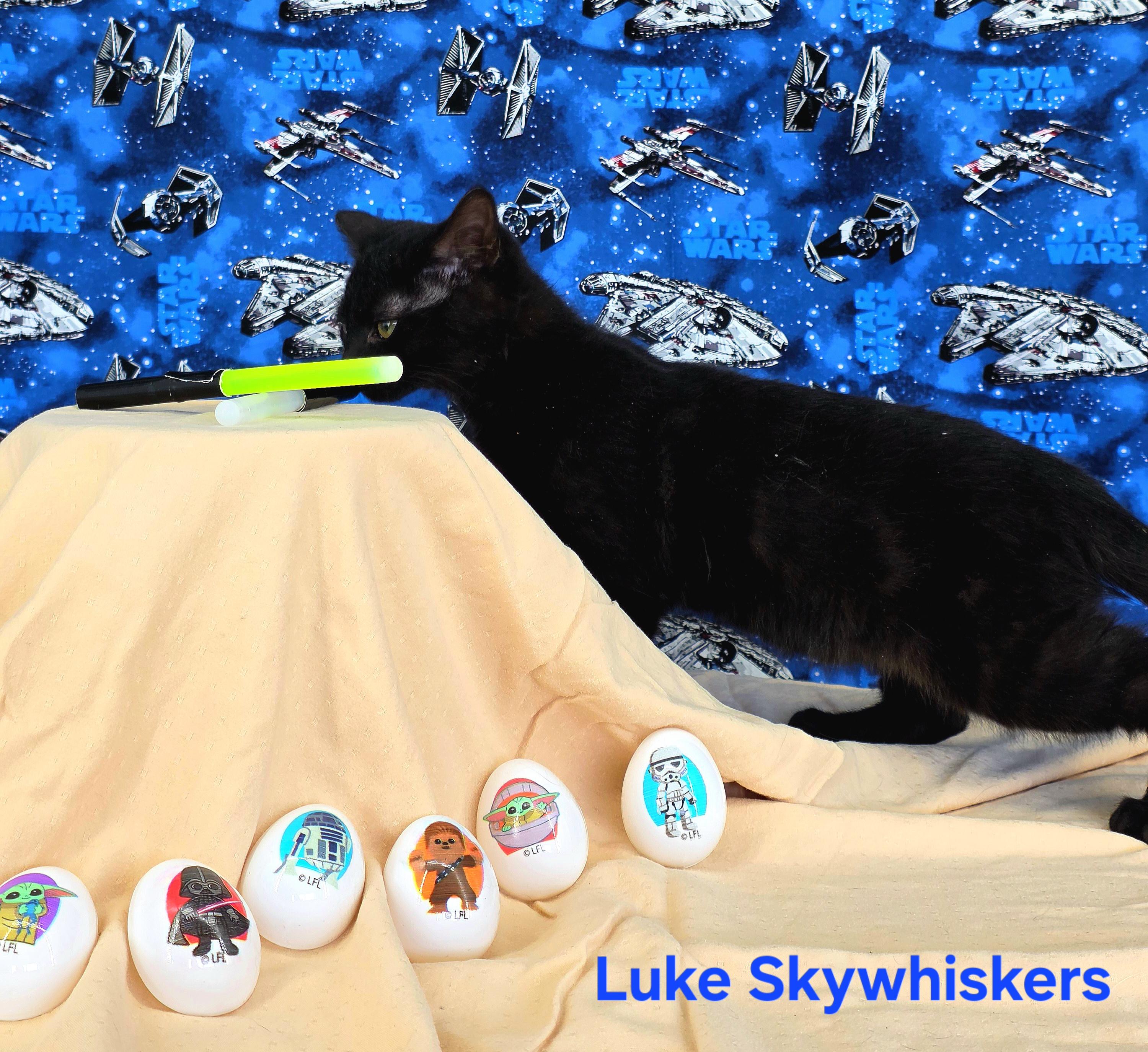 Enlarge Luke Skywhiskers , a Adoptable Domestic Short Hair in Knoxville, TN image 2/4
