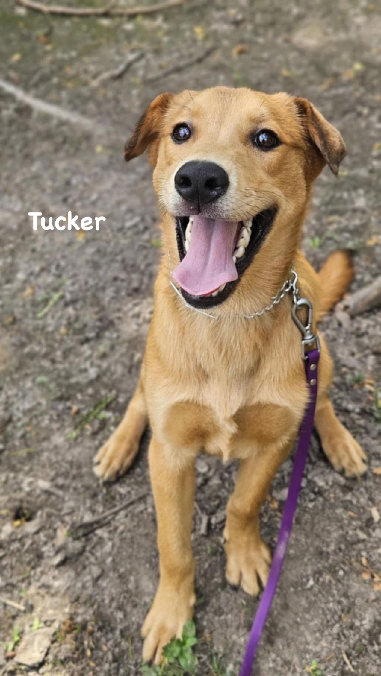 Enlarge Tucker, a Adopted Mixed Breed in Ridgefield, CT image 1/3