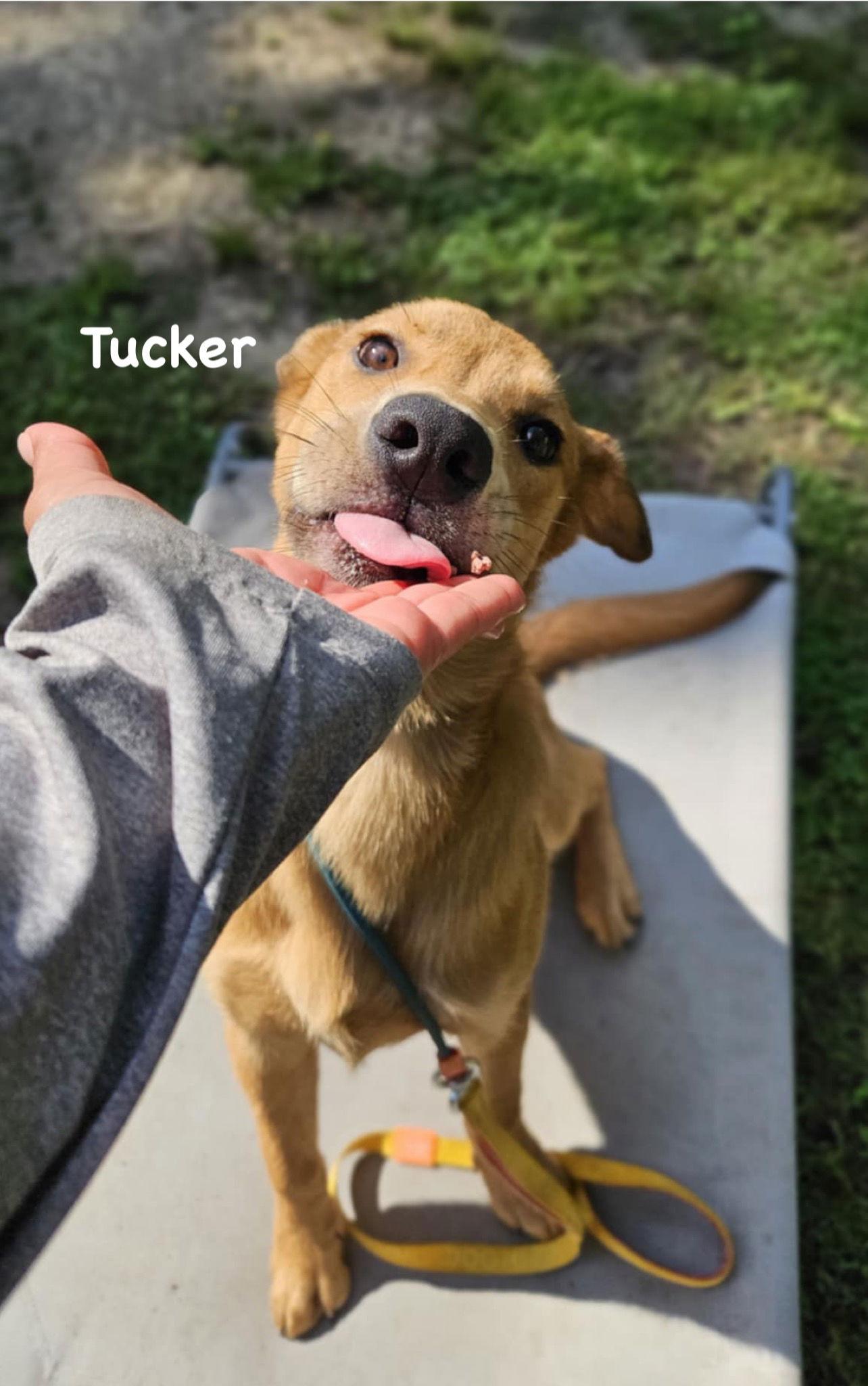 Enlarge Tucker, a Adopted Mixed Breed in Ridgefield, CT image 2/3