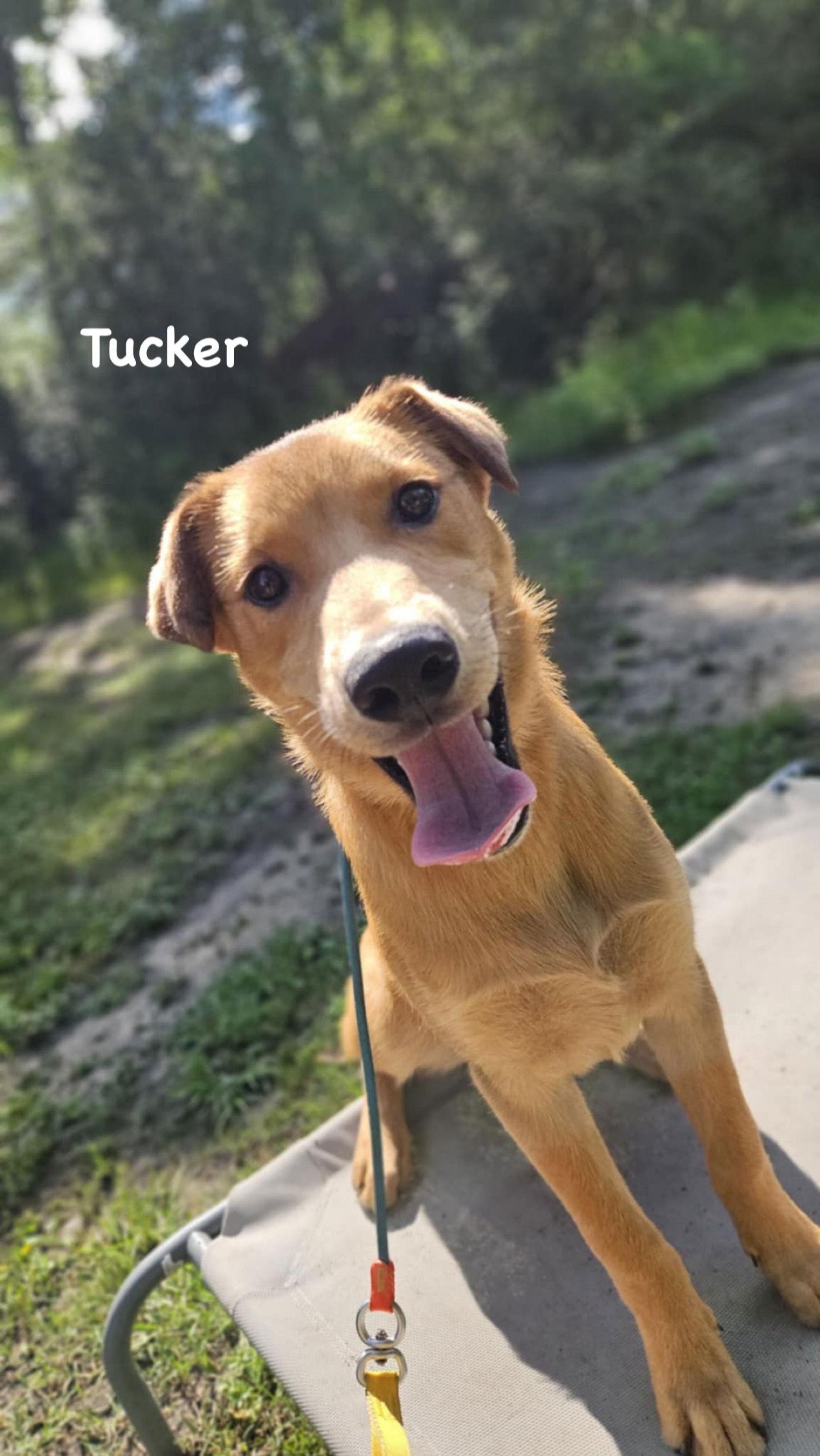Enlarge Tucker, a Adopted Mixed Breed in Ridgefield, CT image 3/3