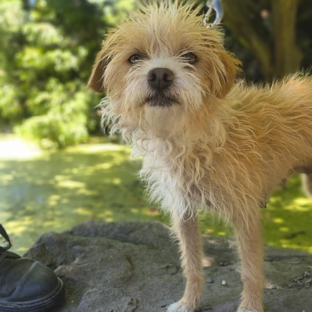 Nugget, Adoptable, Adult Female Jack Russell Terrier.