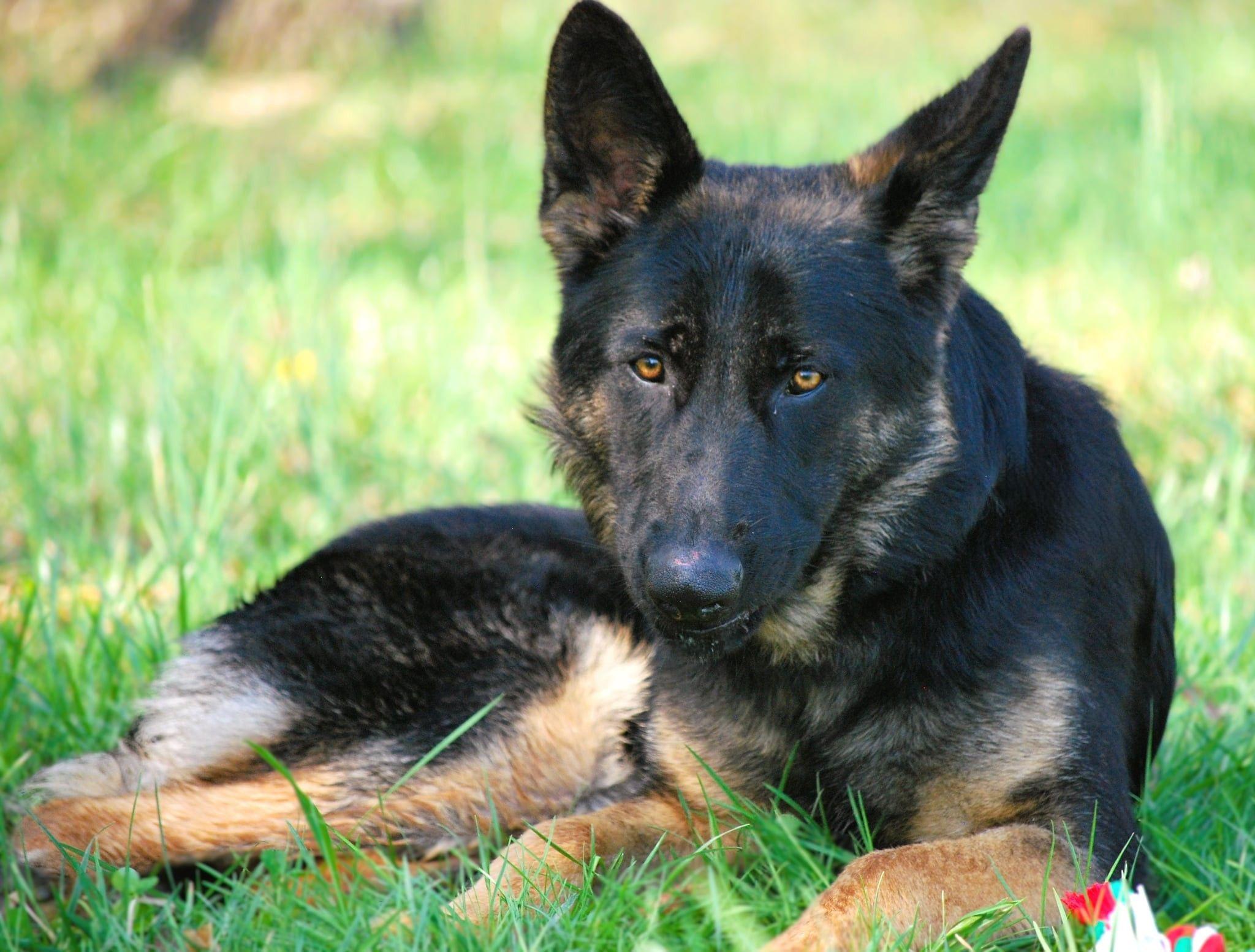 Enlarge Ringo, a Adoptable German Shepherd Dog in manchester, TN image 4/5