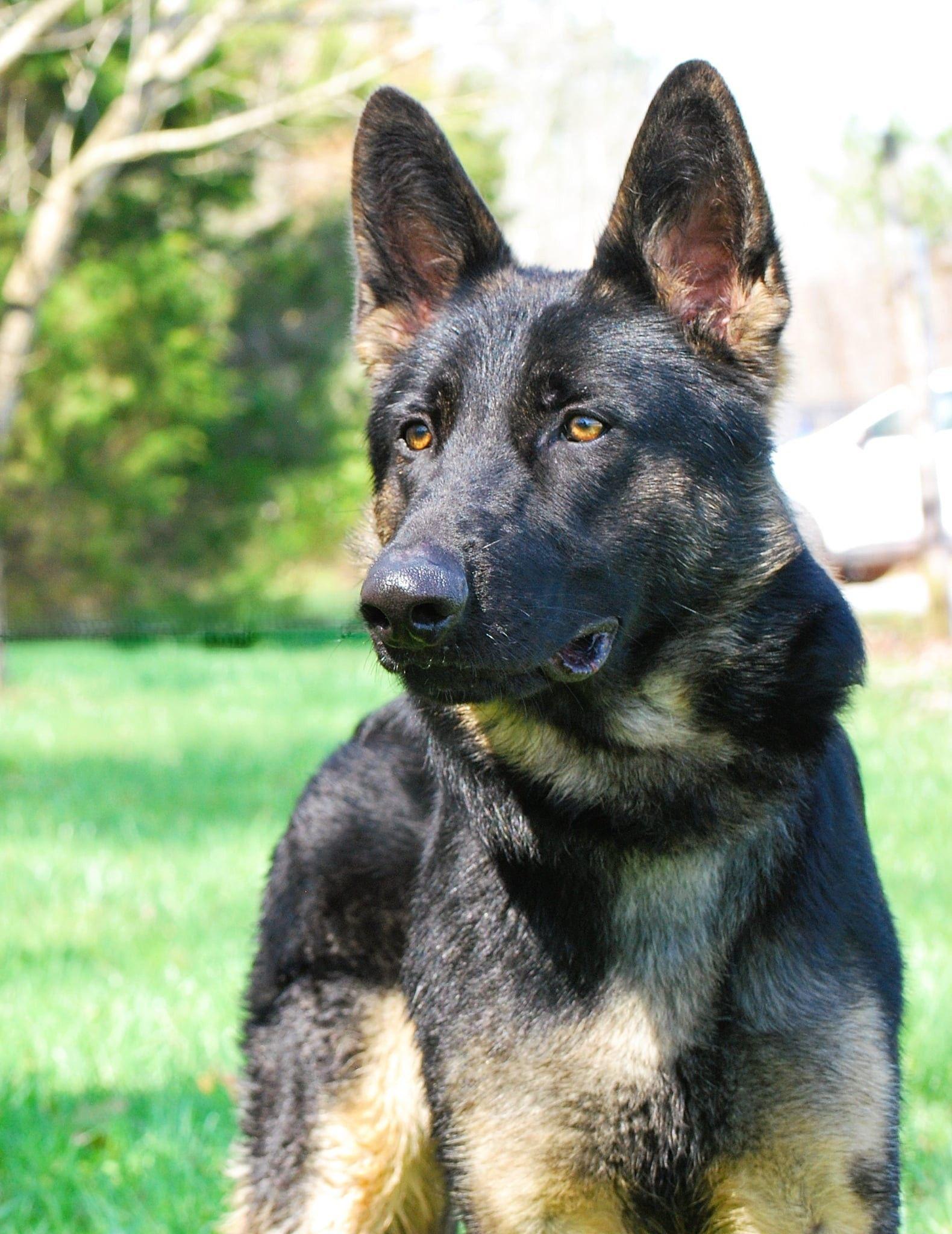 Ringo, Adoptable, Young Male German Shepherd Dog.