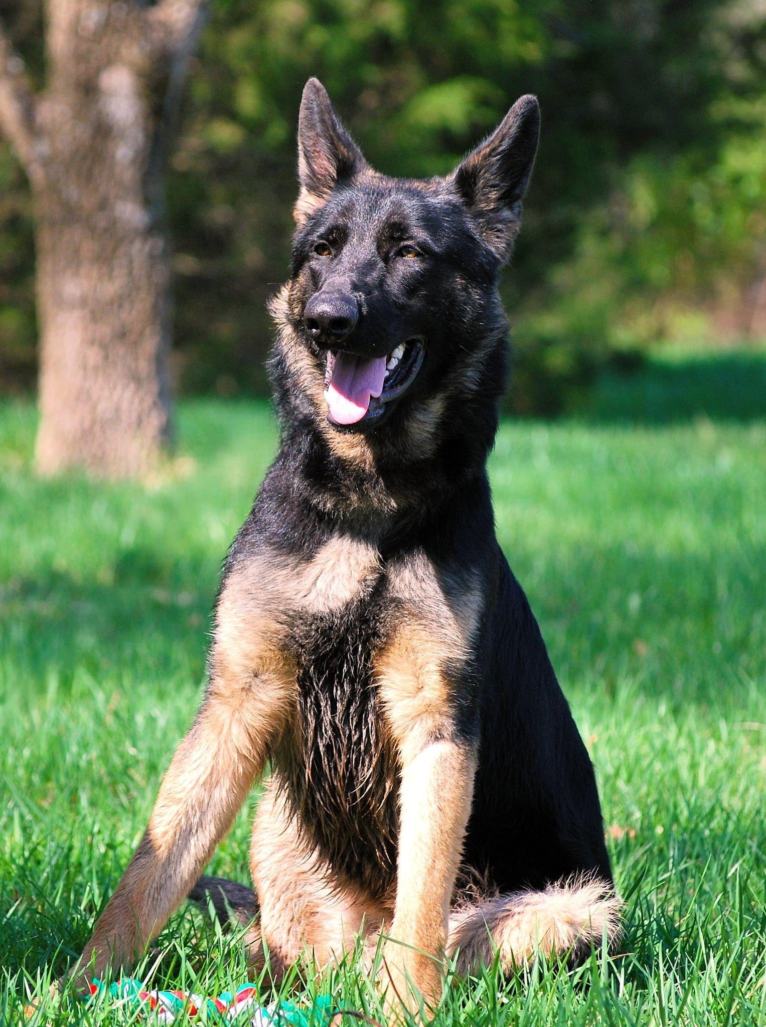 Enlarge Ringo, a Adoptable German Shepherd Dog in manchester, TN image 3/5