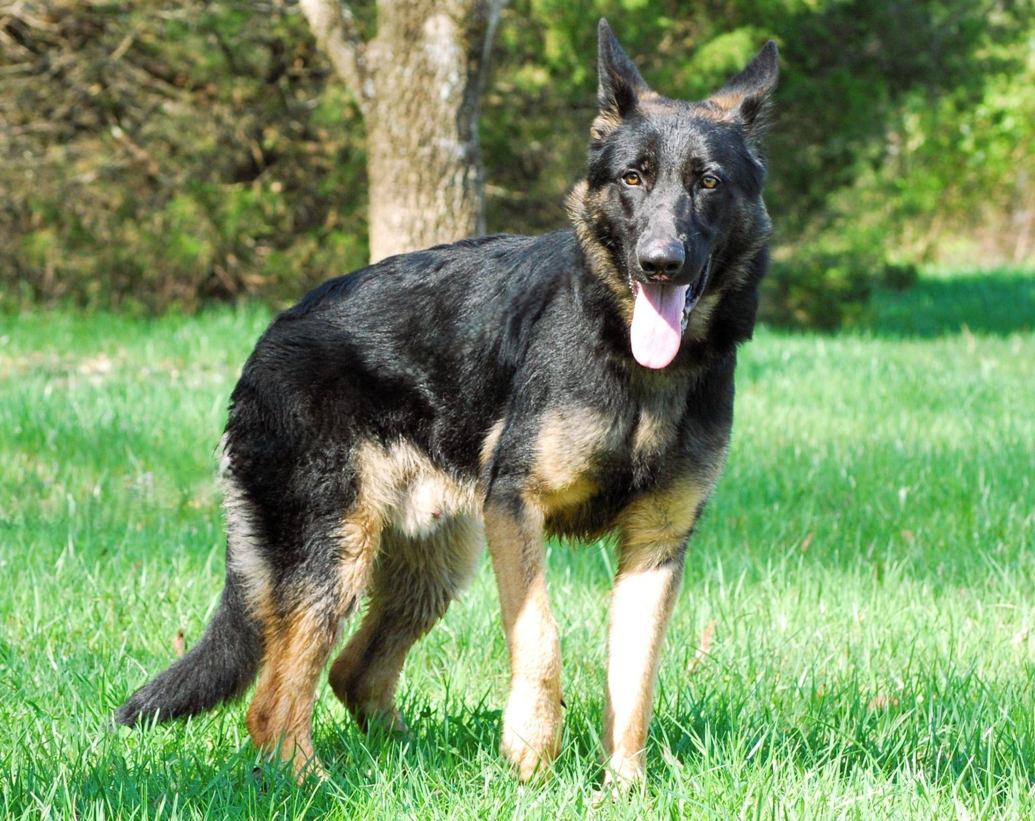 Enlarge Ringo, a Adoptable German Shepherd Dog in manchester, TN image 5/5