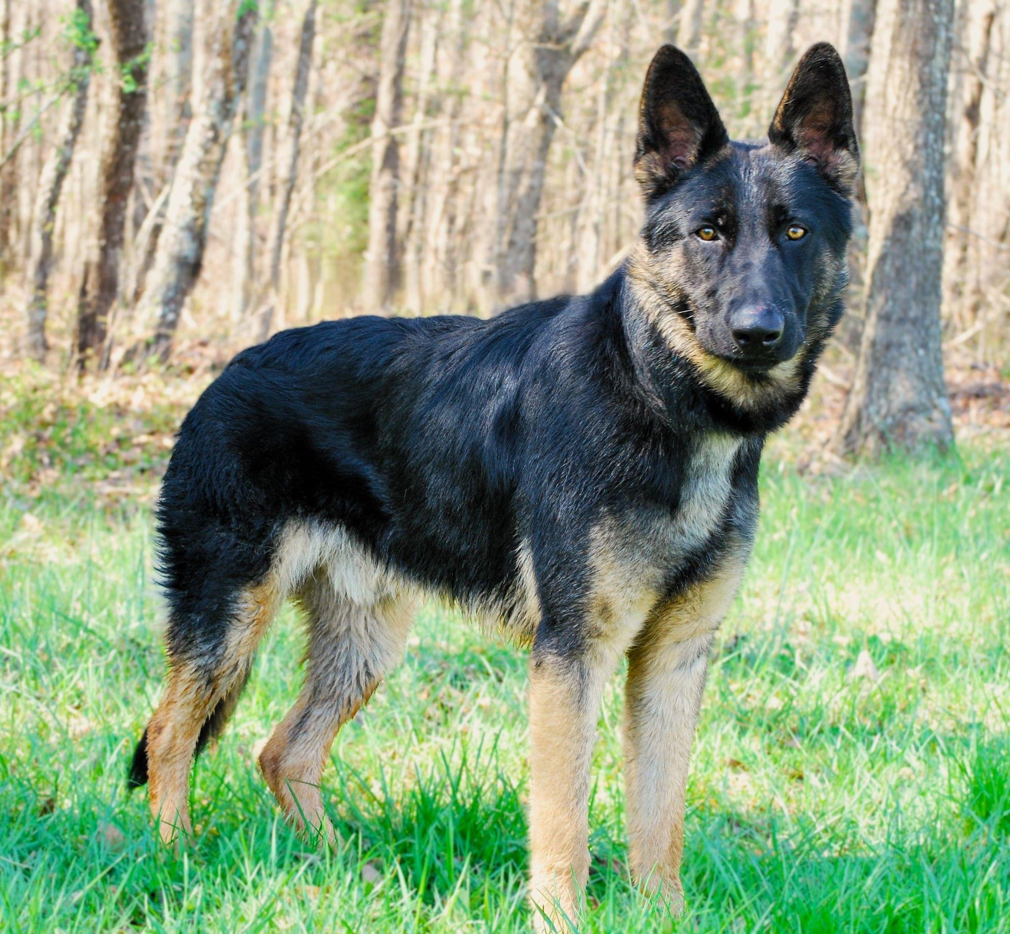 Enlarge Ringo, a Adoptable German Shepherd Dog in manchester, TN image 2/5
