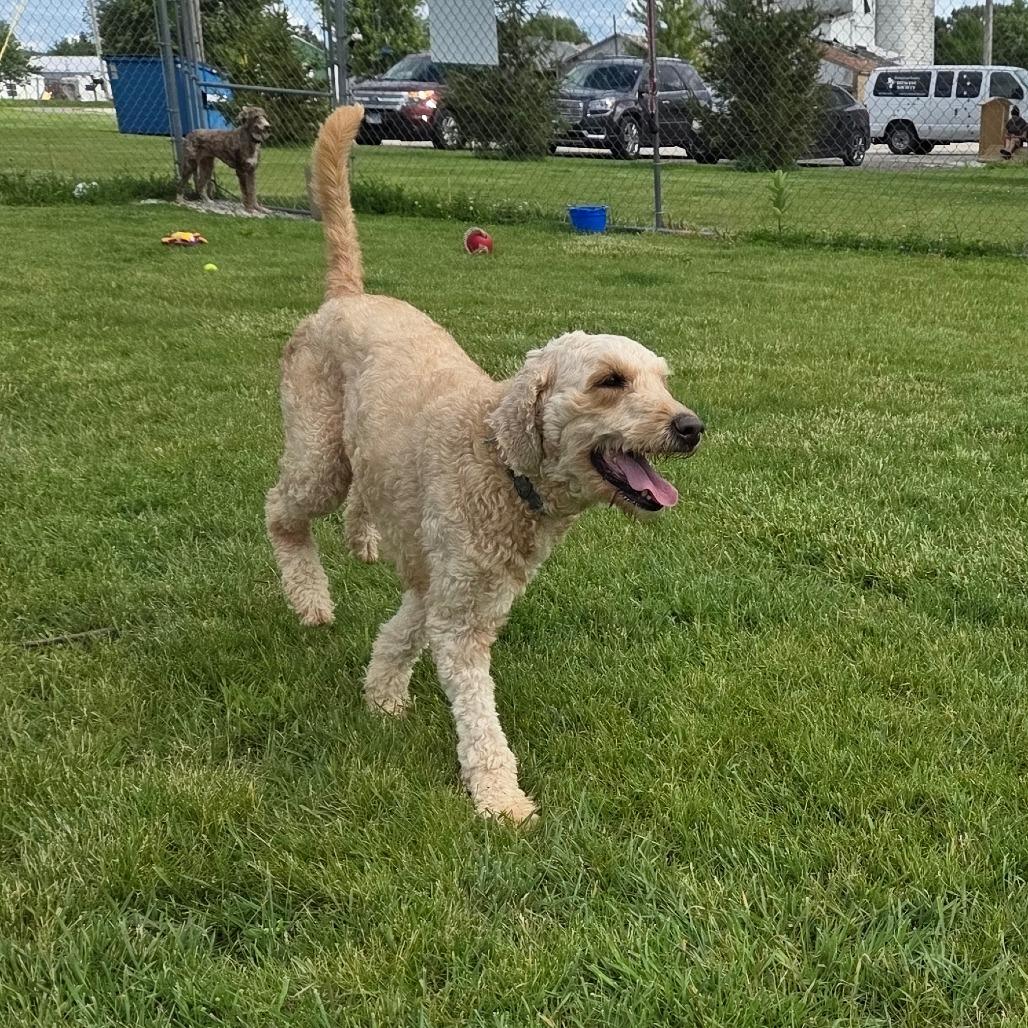 Twinkle, Adoptable, Adult Female Standard Poodle & Mixed Breed.