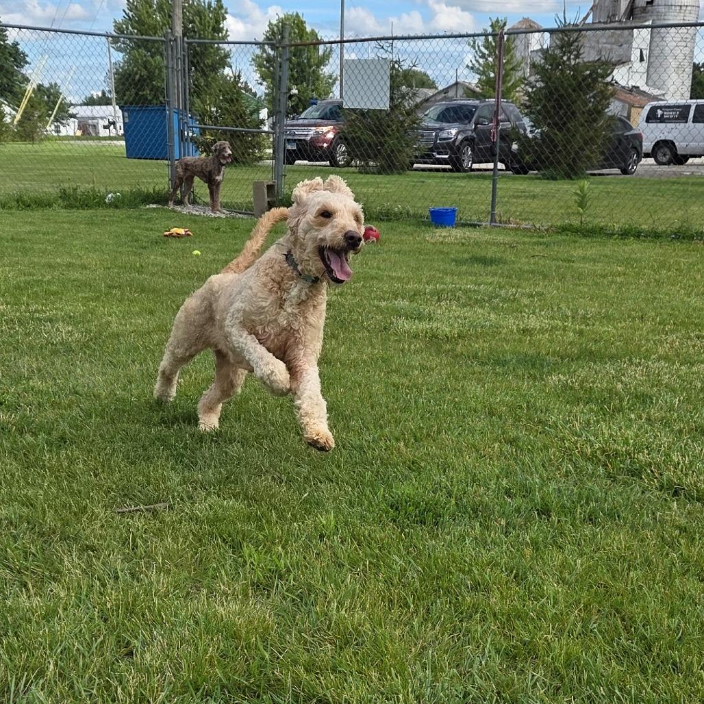 Twinkle, a Adoptable mixed breed in Pontiac, IL image 2/4