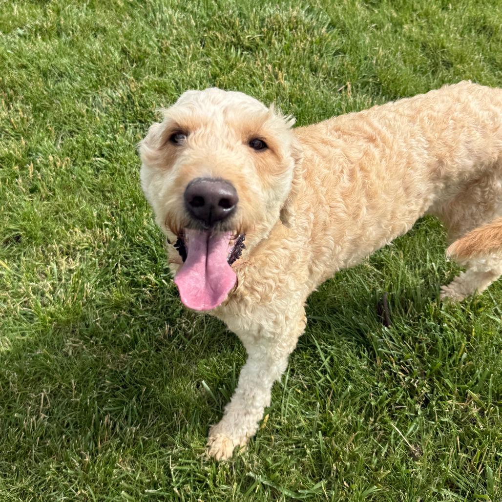 Twinkle, a Adoptable mixed breed in Pontiac, IL image 3/4