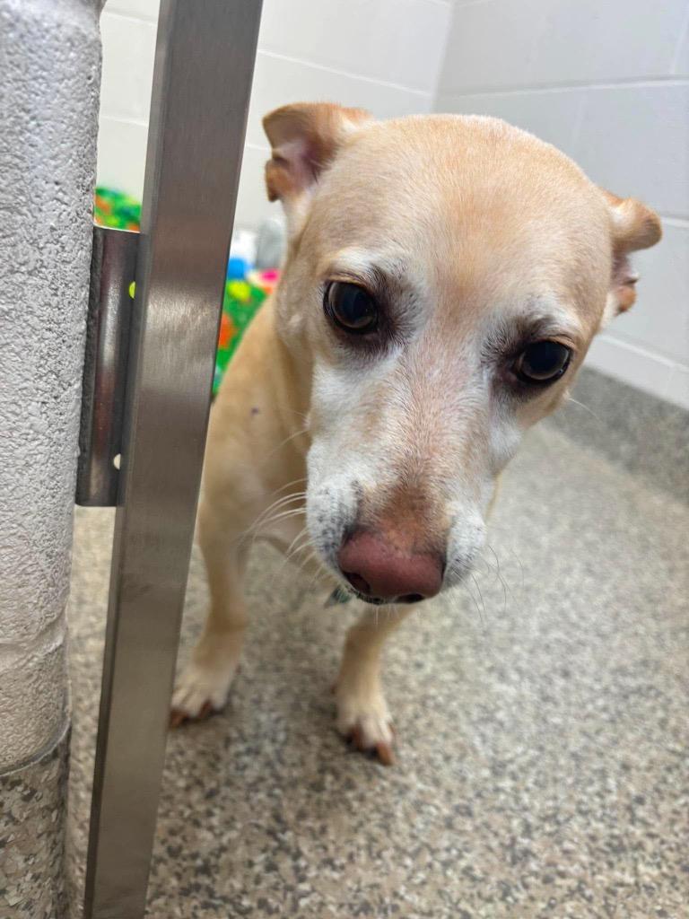 Mylo, Adoptable, Adult Male Corgi & Jack Russell Terrier.