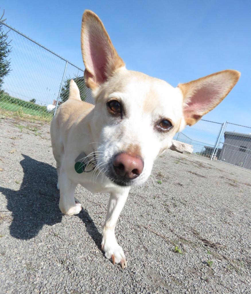 Enlarge Mylo, a Adoptable mixed breed in Van Wert, OH image 2/3