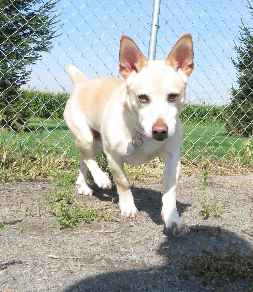 Enlarge Mylo, a Adoptable mixed breed in Van Wert, OH image 3/3