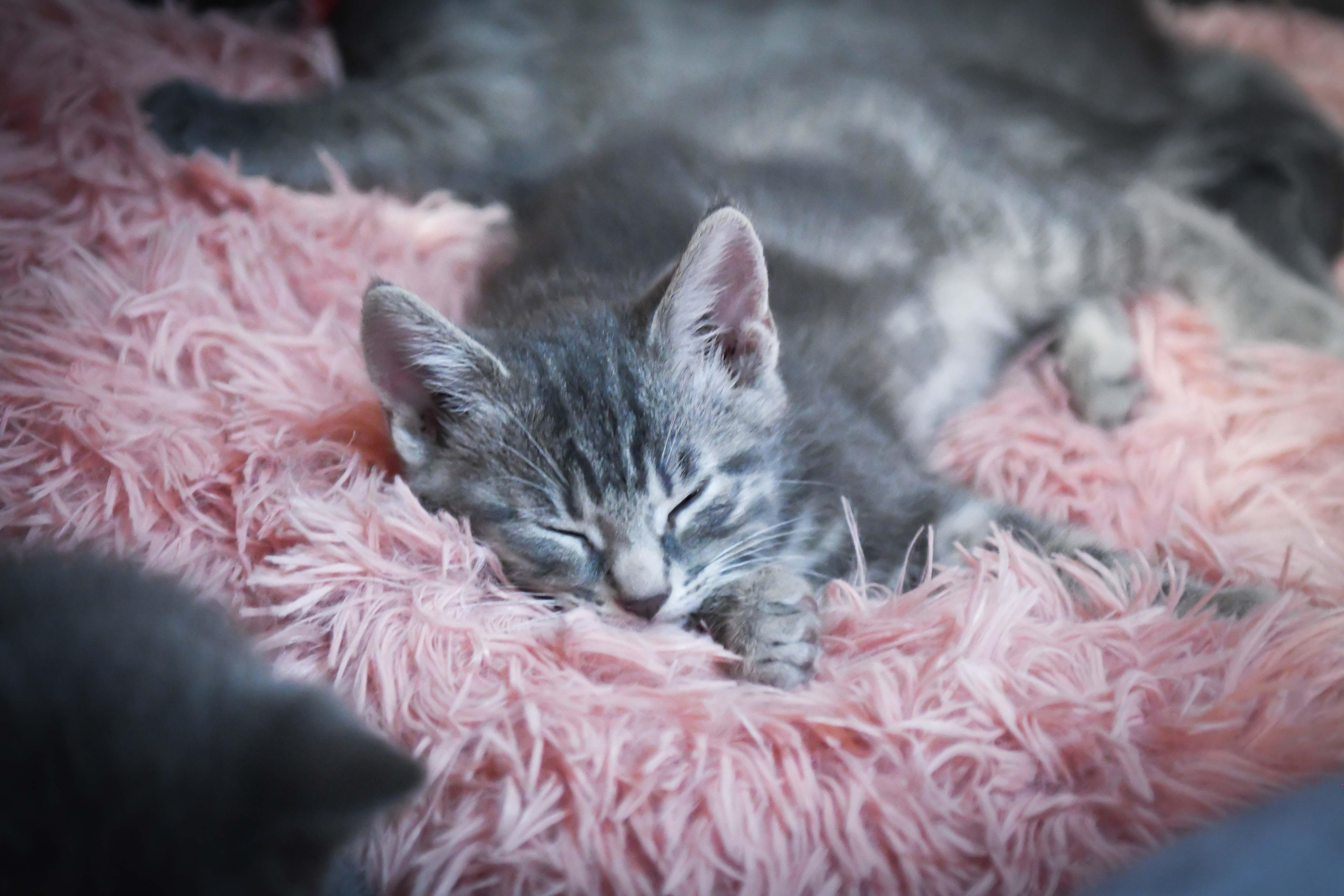 Enlarge Vincenzo, a ADOPTABLE American Shorthair in Port Washington, WI image 3/3