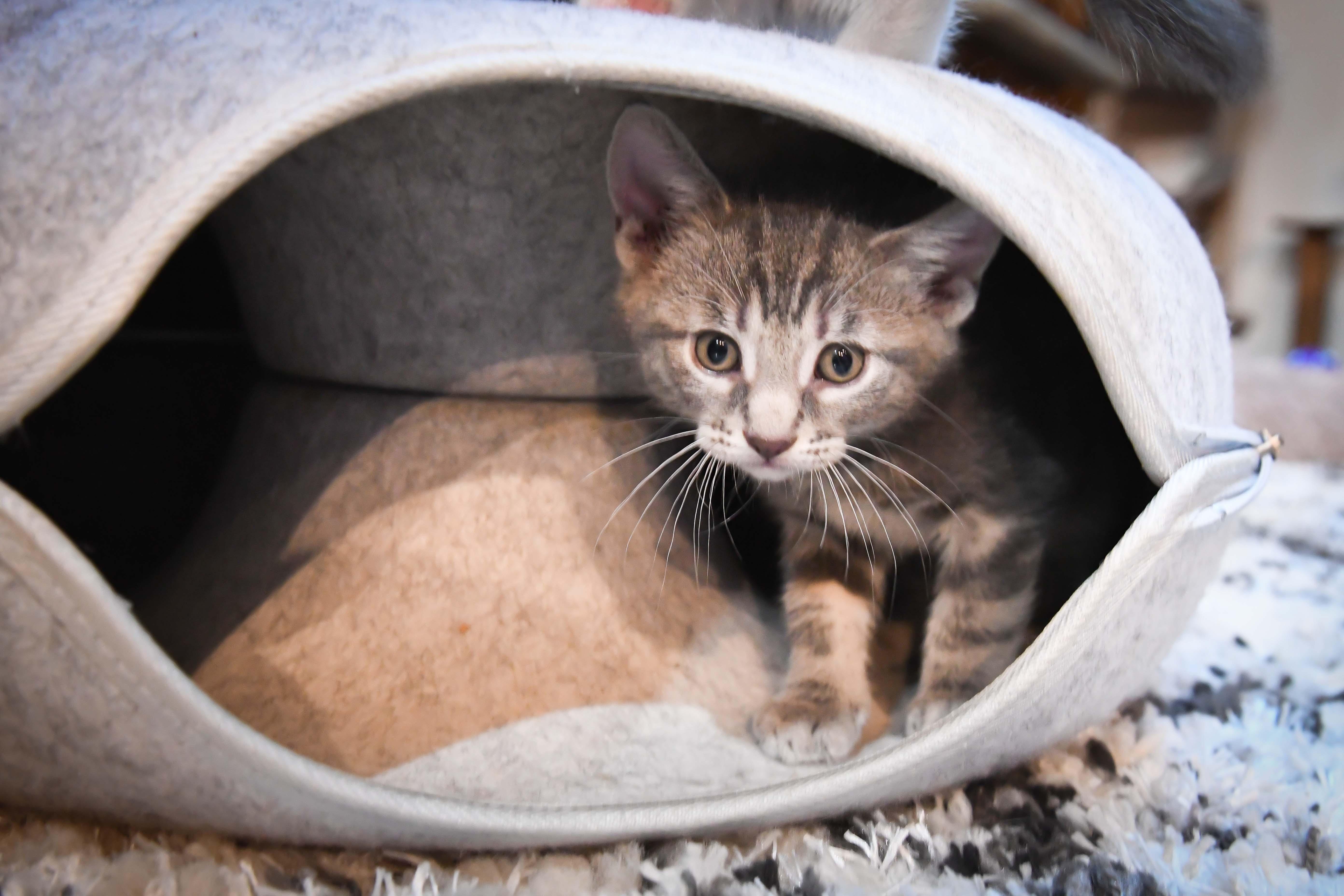 Enlarge Vincenzo, a ADOPTABLE American Shorthair in Port Washington, WI image 2/3