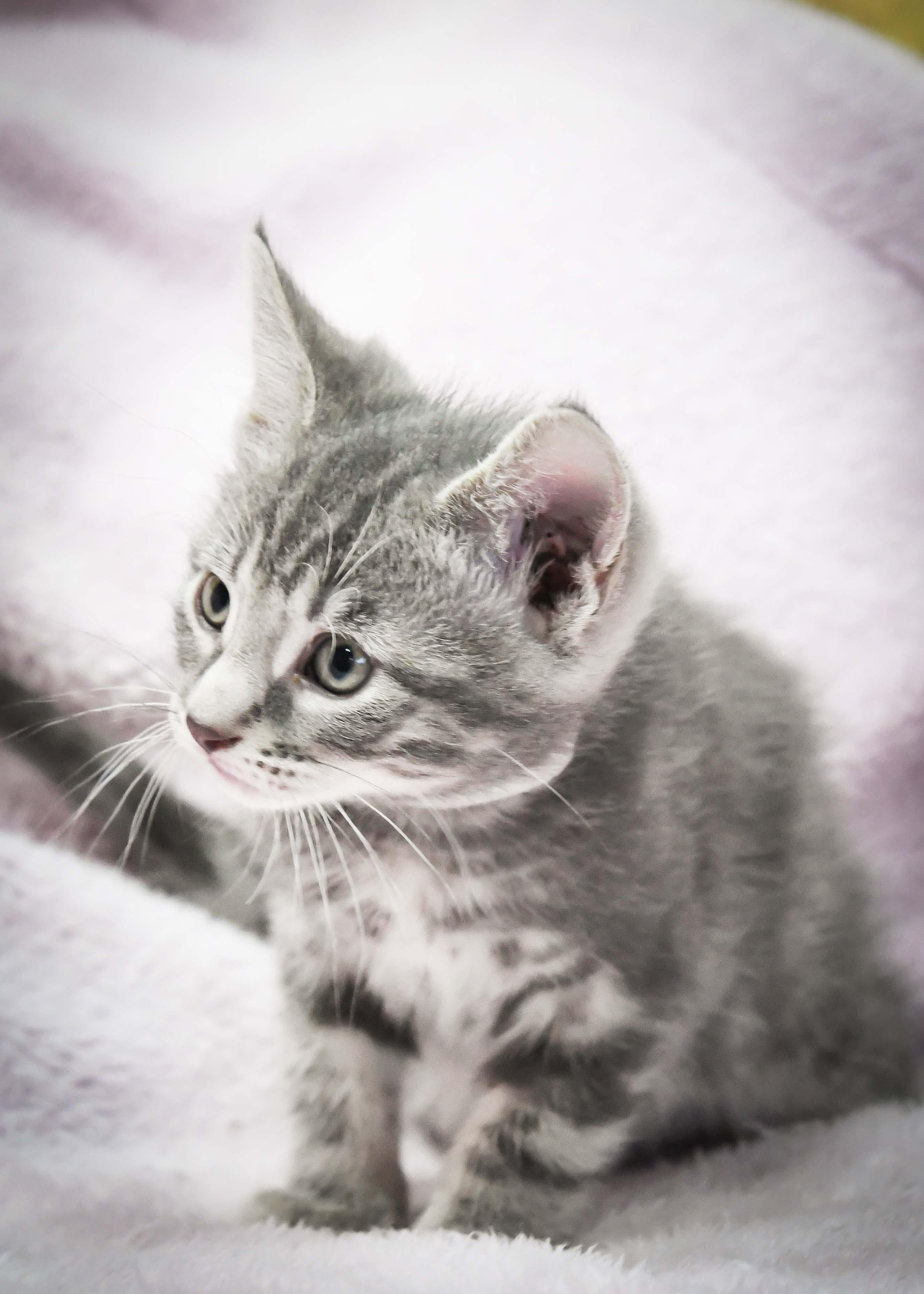 Vincenzo, ADOPTABLE, Kitten Male American Shorthair.
