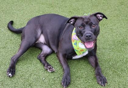 Enlarge Harley, a Adoptable Mixed Breed in Athens, GA image 1/4