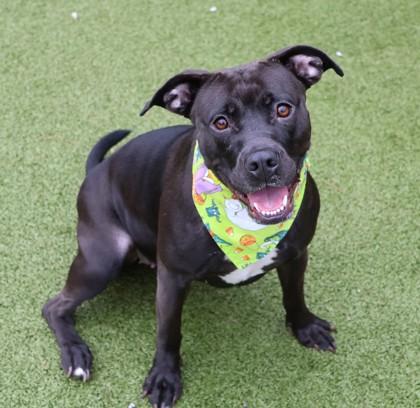 Enlarge Harley, a Adoptable Mixed Breed in Athens, GA image 2/4