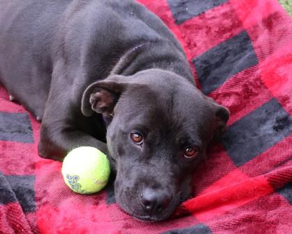 Harley, Adoptable, Young Female Mixed Breed.