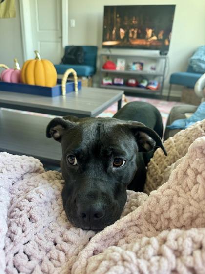 Enlarge Harley, a Adoptable Mixed Breed in Athens, GA image 4/4