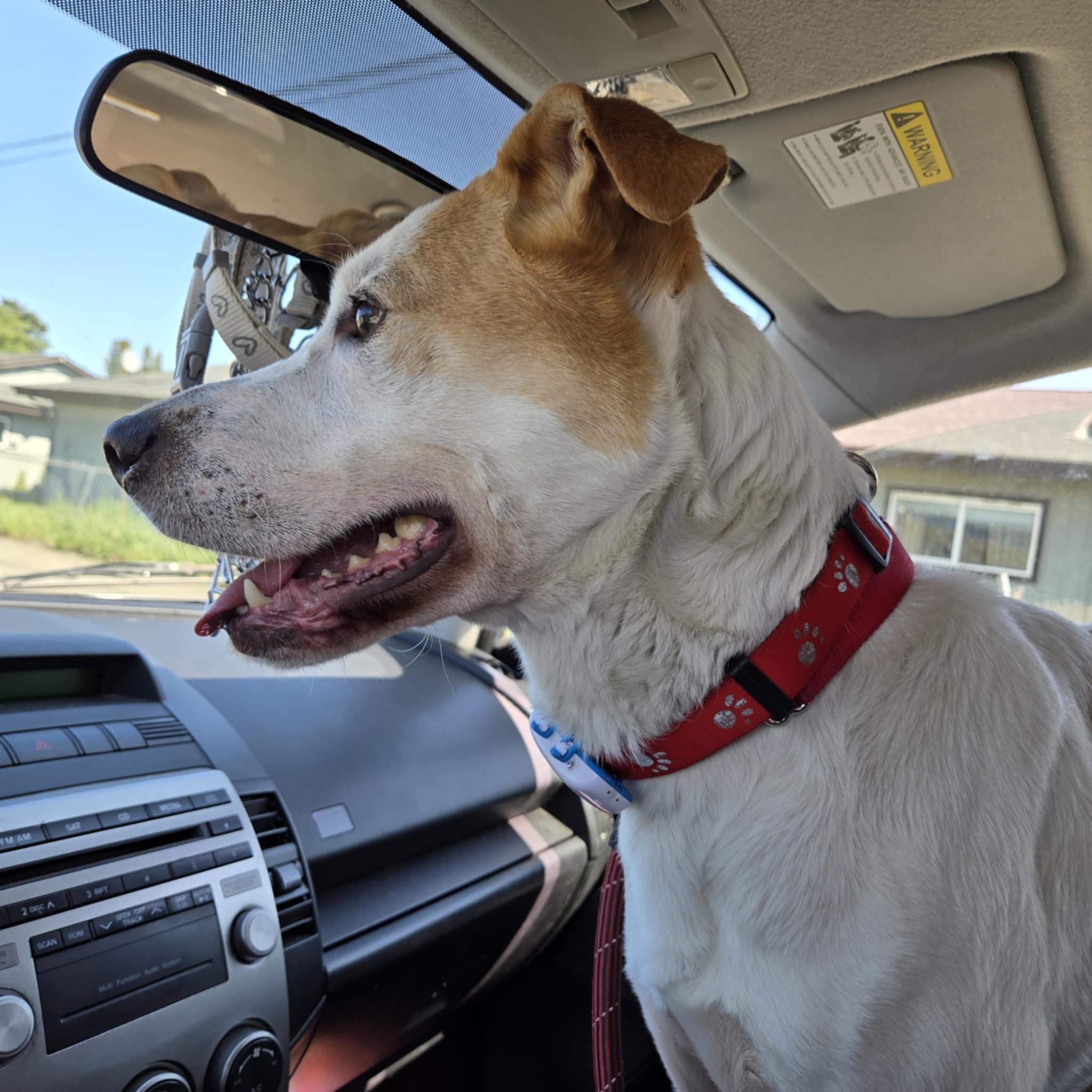 Spot, a Adoptable mixed breed in Olympia, WA image 2/5