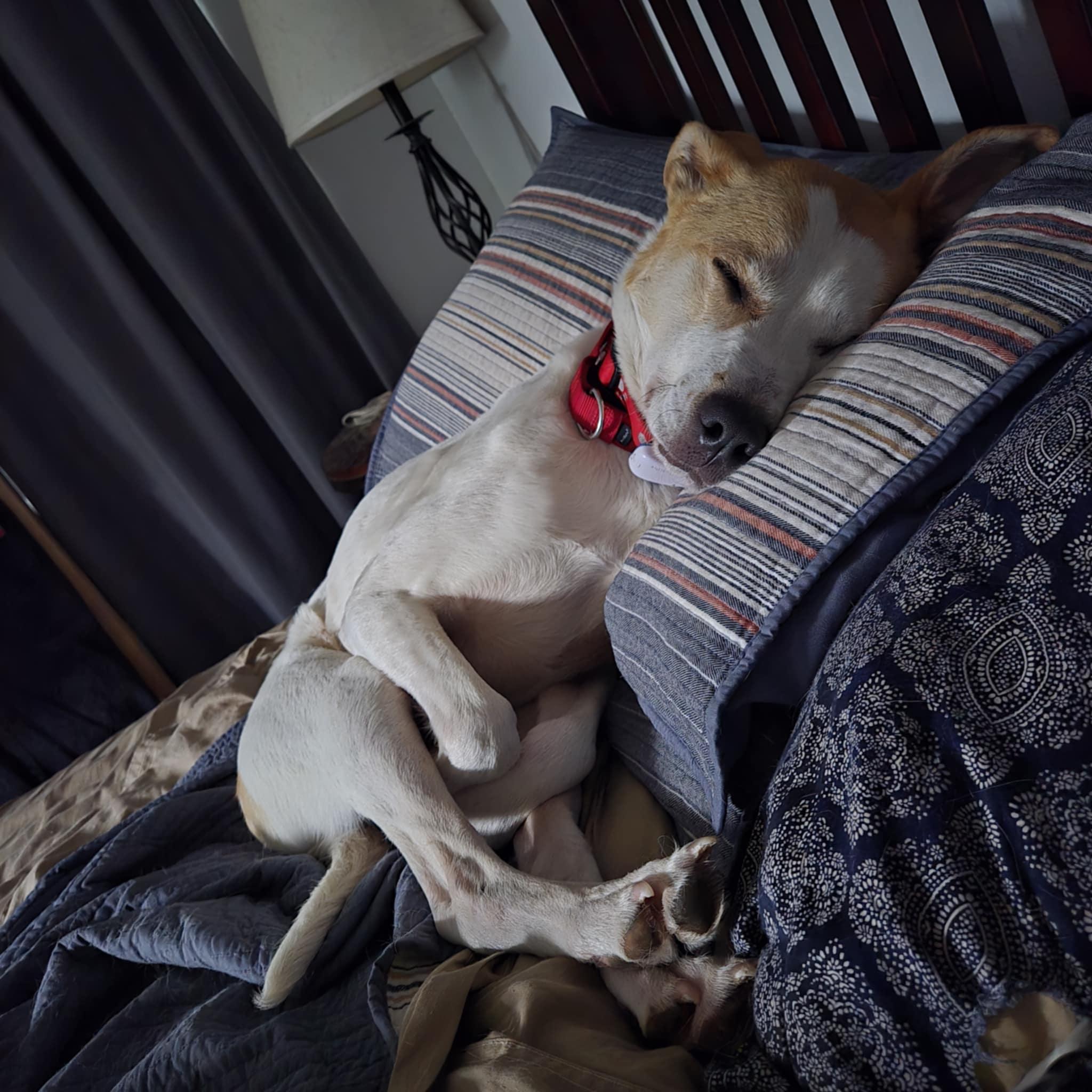 Spot, a Adoptable mixed breed in Olympia, WA image 3/5