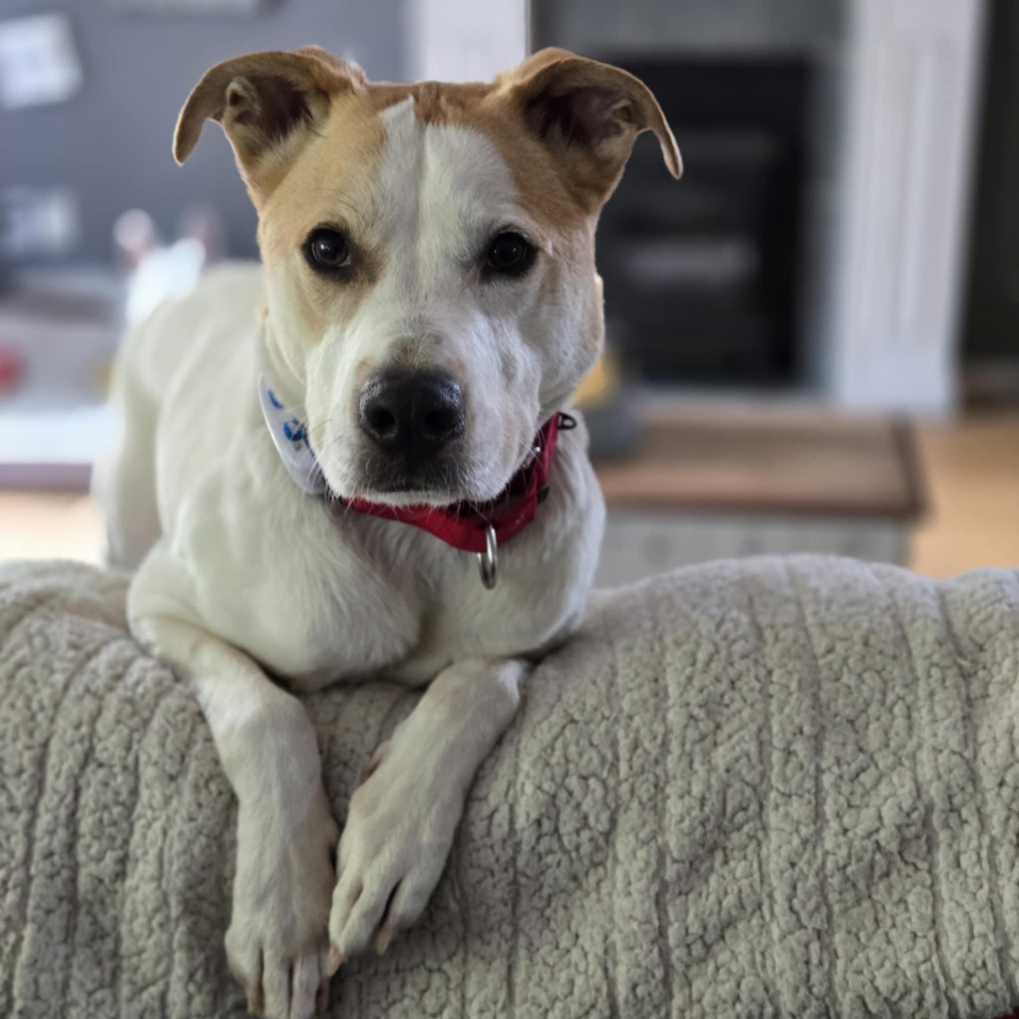 Spot, a Adoptable mixed breed in Olympia, WA image 1/5