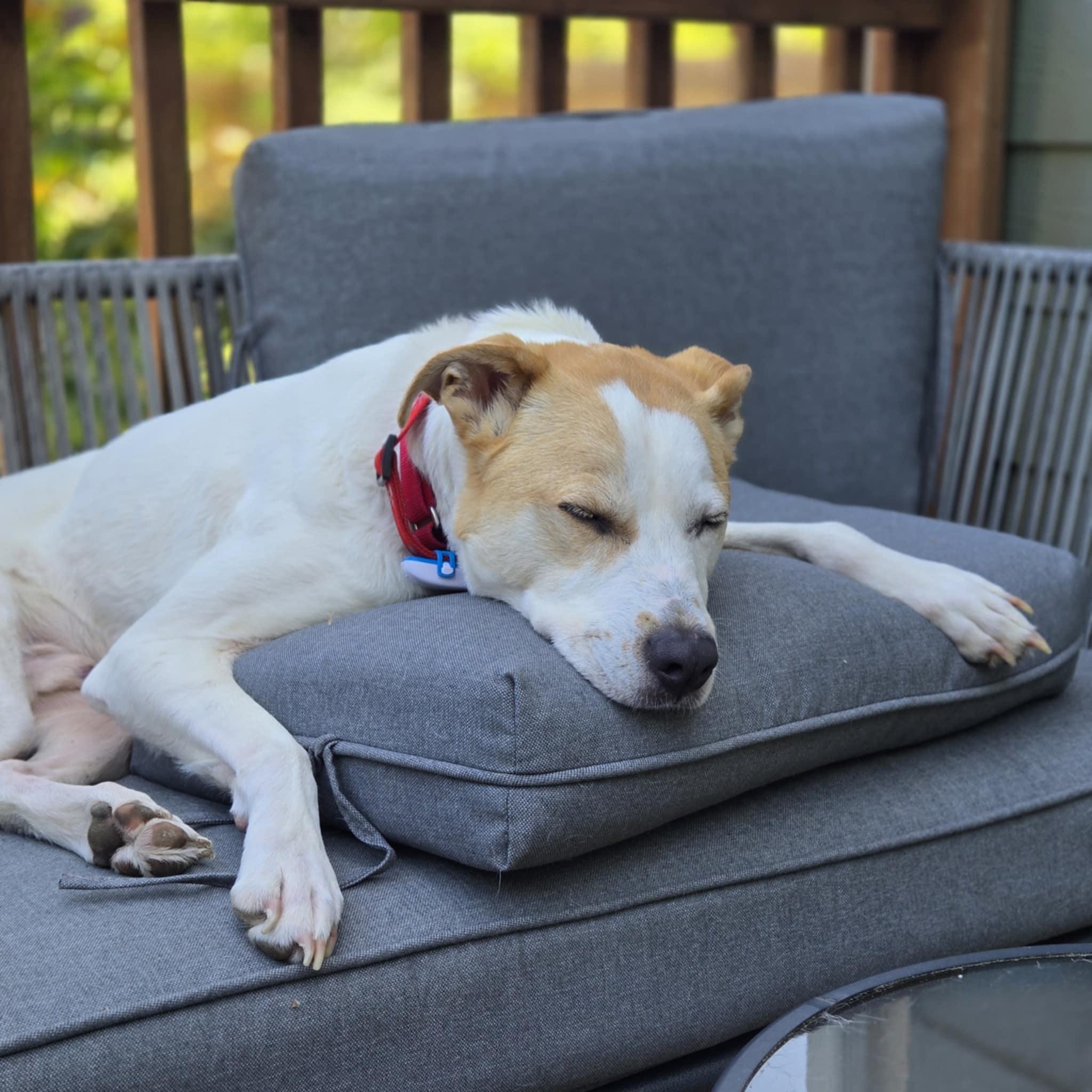 Spot, a Adoptable mixed breed in Olympia, WA image 4/5