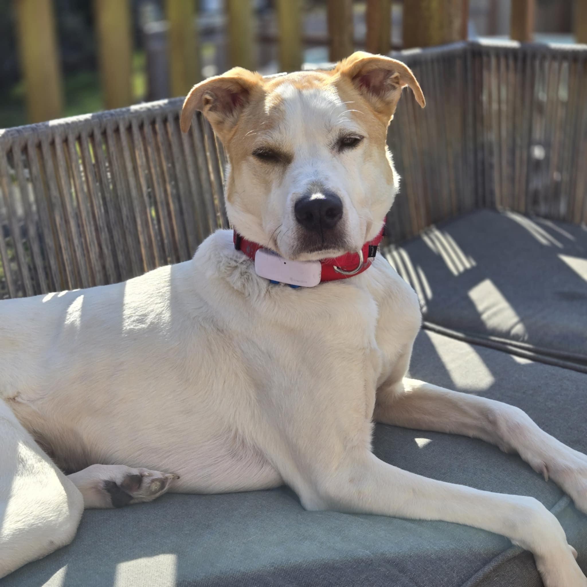 Spot, a Adoptable mixed breed in Olympia, WA image 5/5