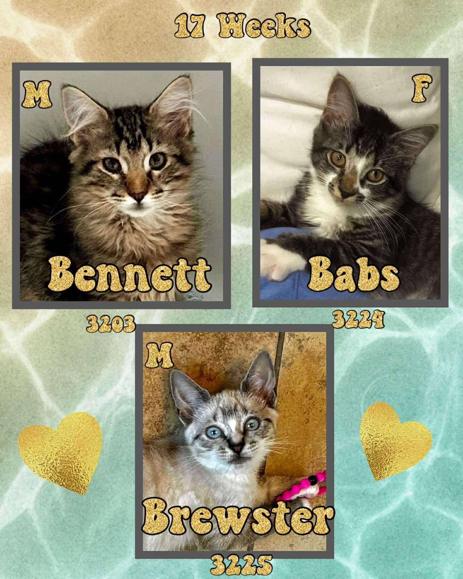 BREWSTER, Adoptable, Young Male Siamese.