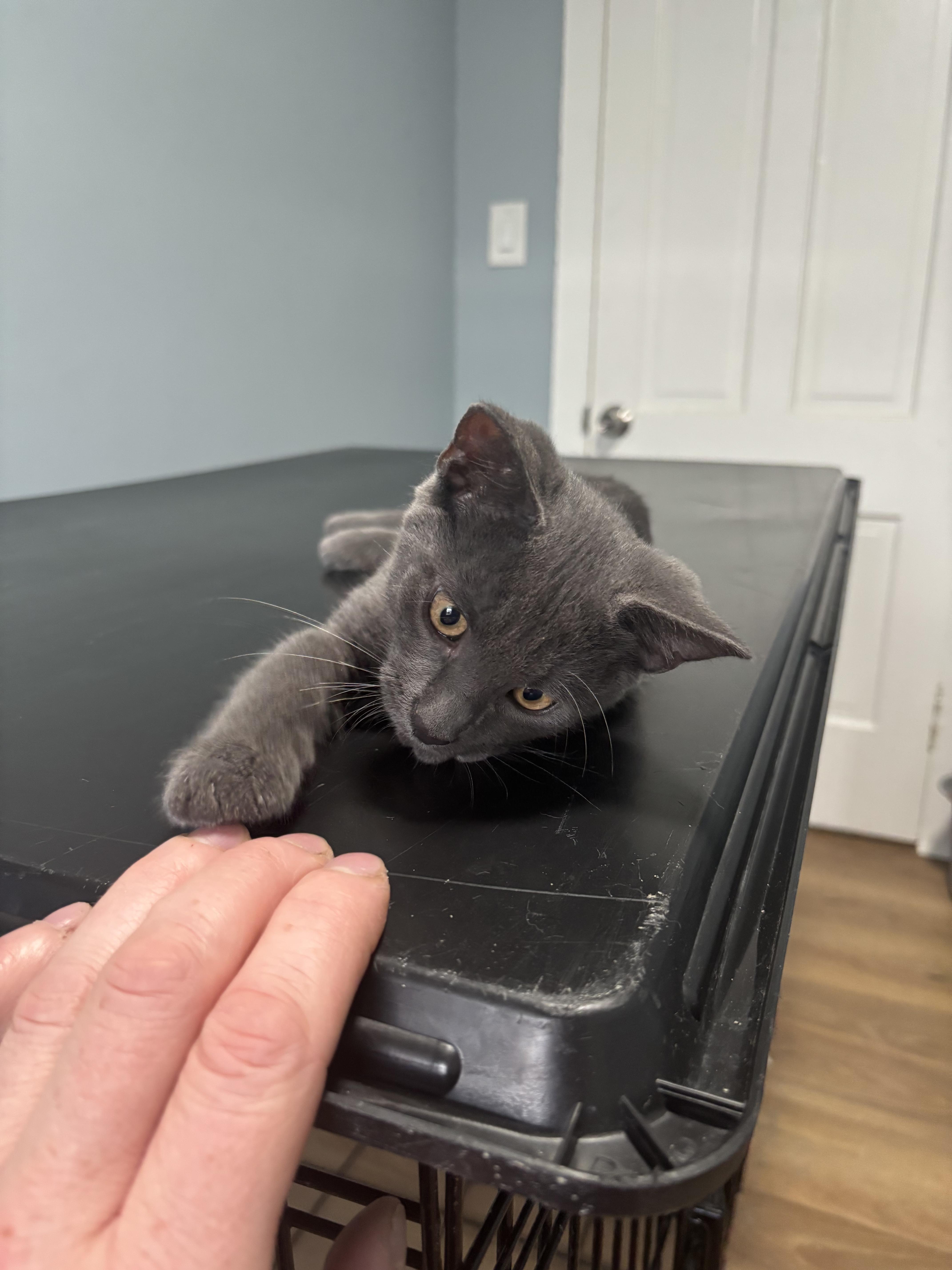 Church, a ADOPTABLE Domestic Short Hair in Plymouth , PA image 3/3