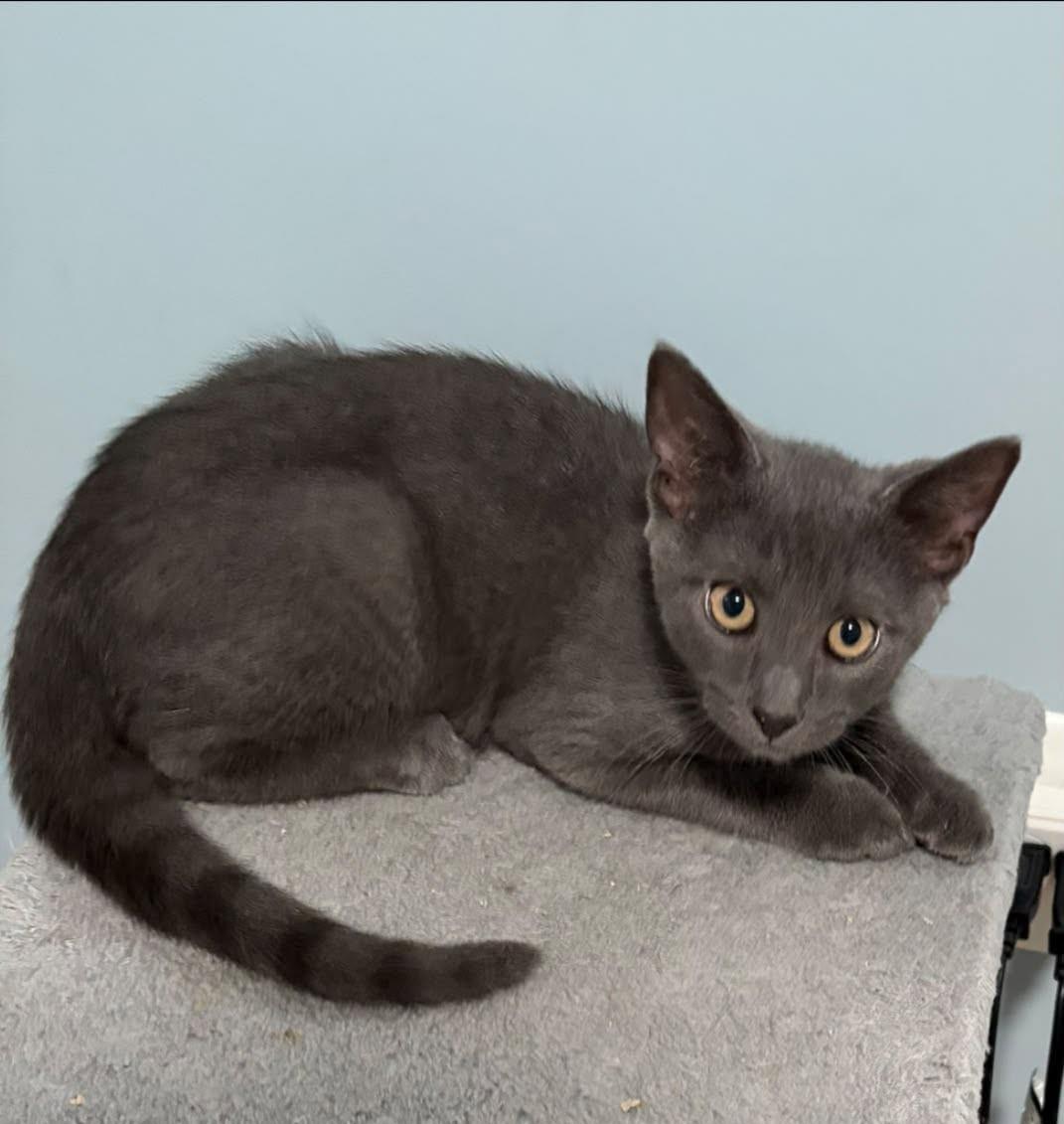 Church, a ADOPTABLE Domestic Short Hair in Plymouth , PA image 2/3