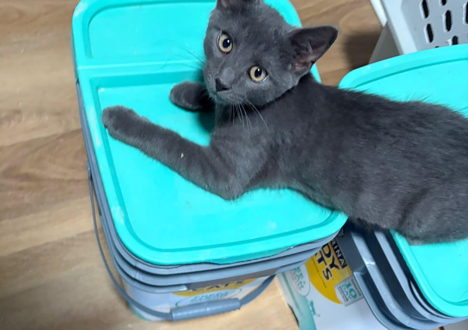 Church, ADOPTABLE, Young Female Domestic Short Hair.