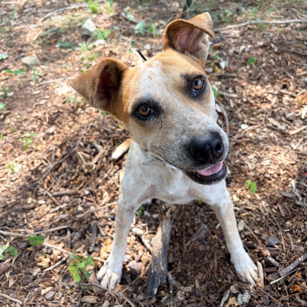 Ripley, Adoptable, Adult Female Cattle Dog & Mixed Breed.