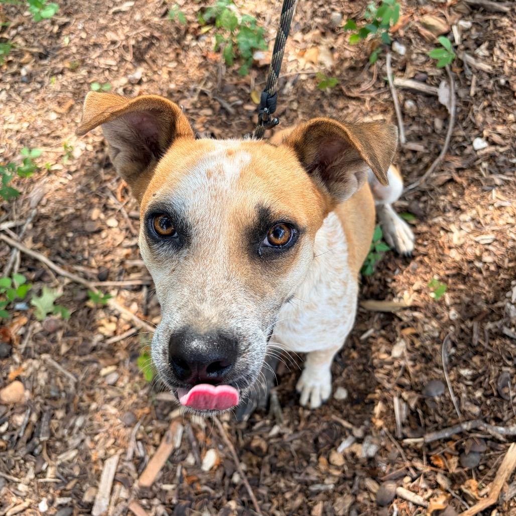 Enlarge Ripley, a Adoptable mixed breed in Pineville, MO image 2/6