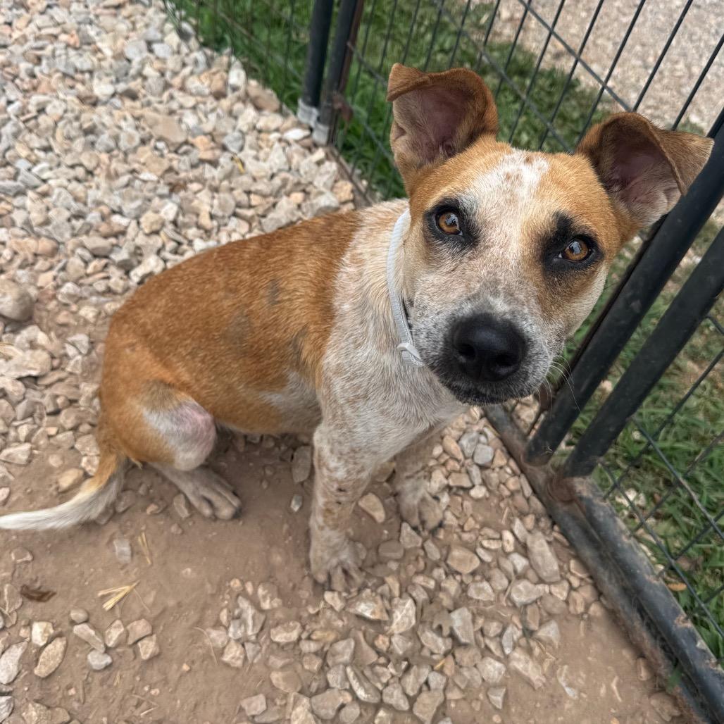 Enlarge Ripley, a Adoptable mixed breed in Pineville, MO image 3/6