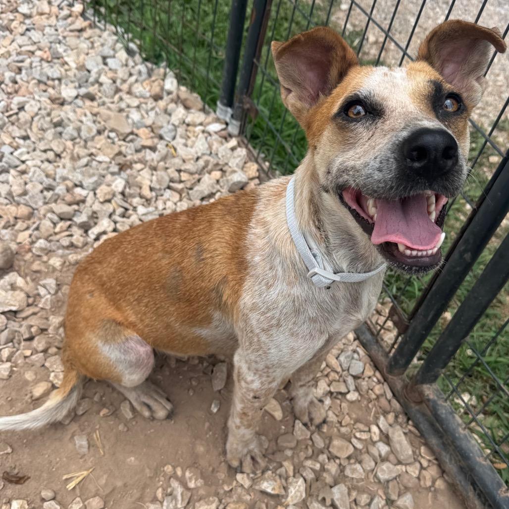 Enlarge Ripley, a Adoptable mixed breed in Pineville, MO image 4/6