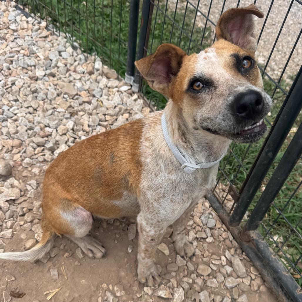 Enlarge Ripley, a Adoptable mixed breed in Pineville, MO image 5/6