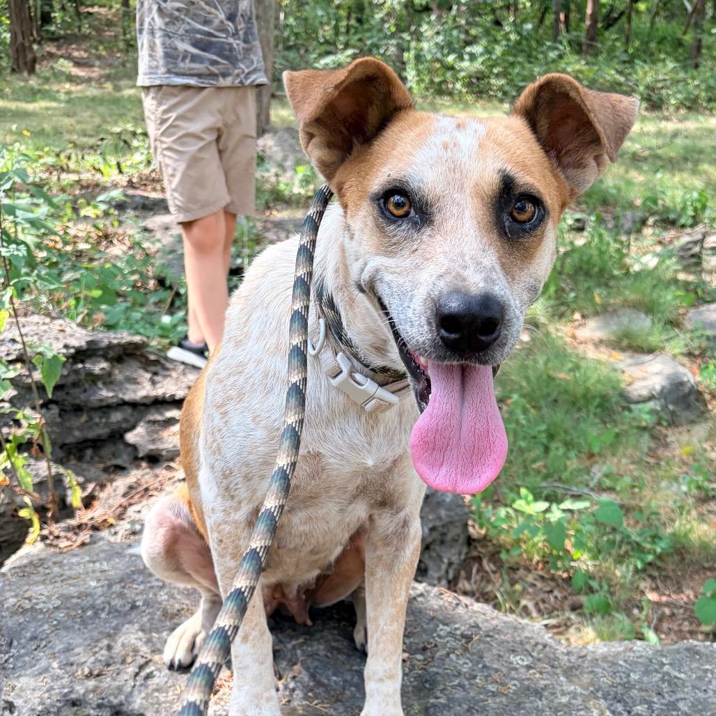 Enlarge Ripley, a Adoptable mixed breed in Pineville, MO image 6/6