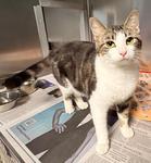 Mochi, a ADOPTABLE Domestic Short Hair in Heathsville, VA image 2/2