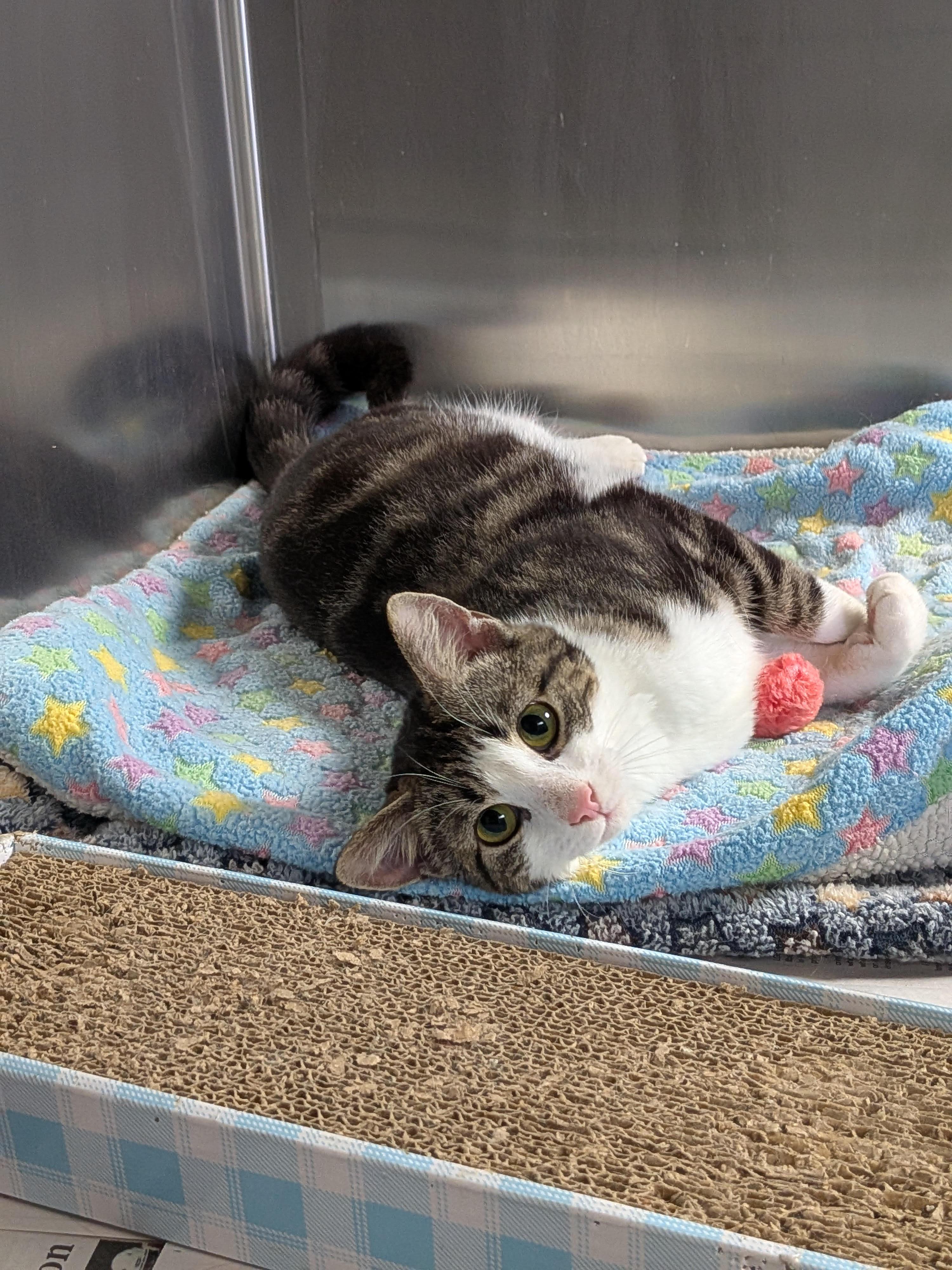 Mochi, ADOPTABLE, Young Female Domestic Short Hair.