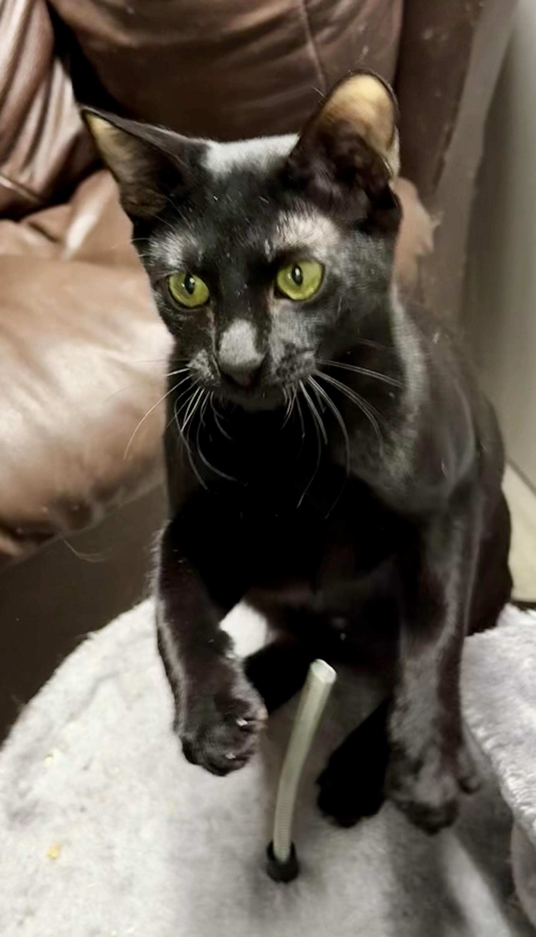 Enlarge  Moe - Affectionate and sweet, a Adoptable mixed breed in Muskego, WI image 4/5