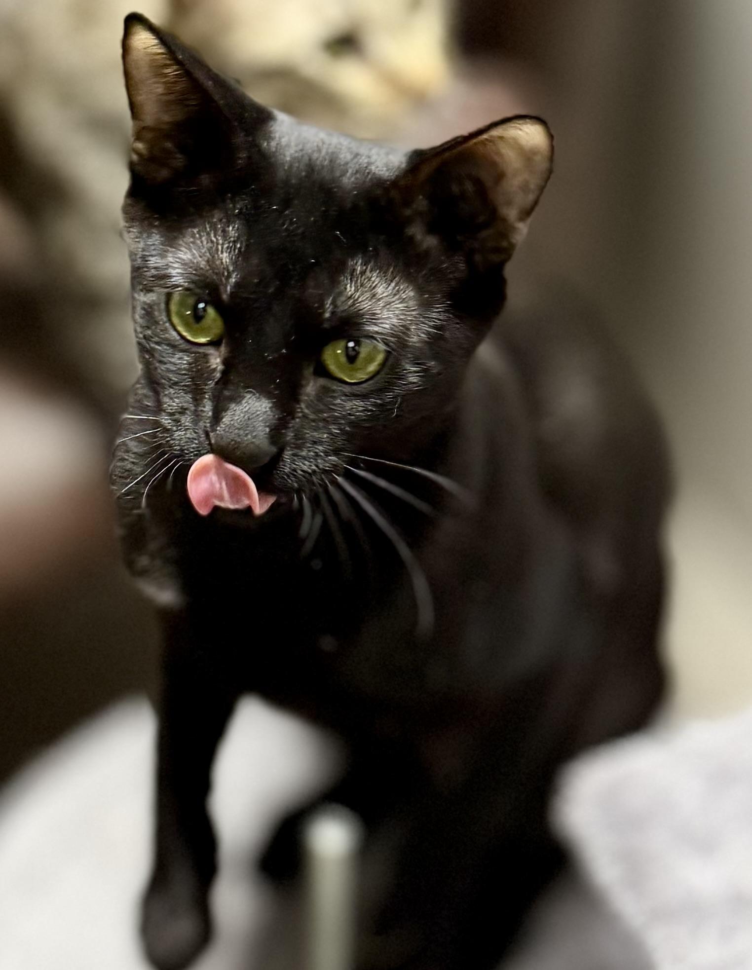 Enlarge  Moe - Affectionate and sweet, a Adoptable mixed breed in Muskego, WI image 2/5