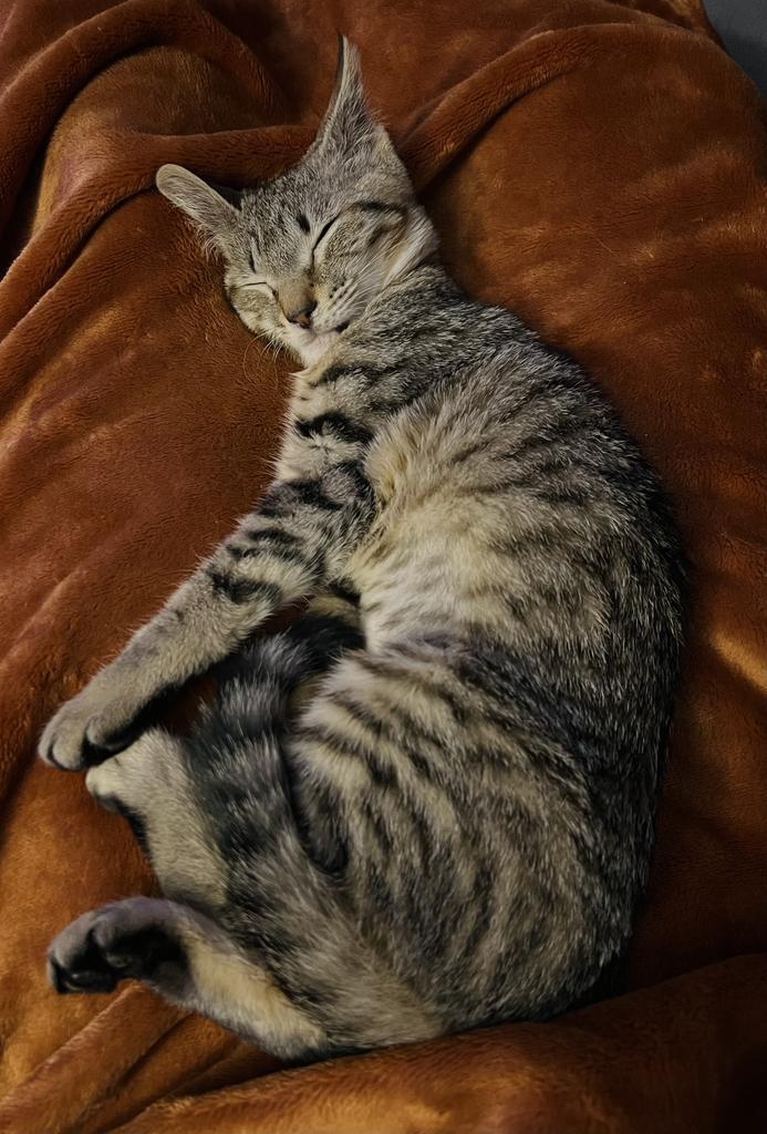 Karen Walker, Adoptable, Kitten Female Domestic Short Hair.