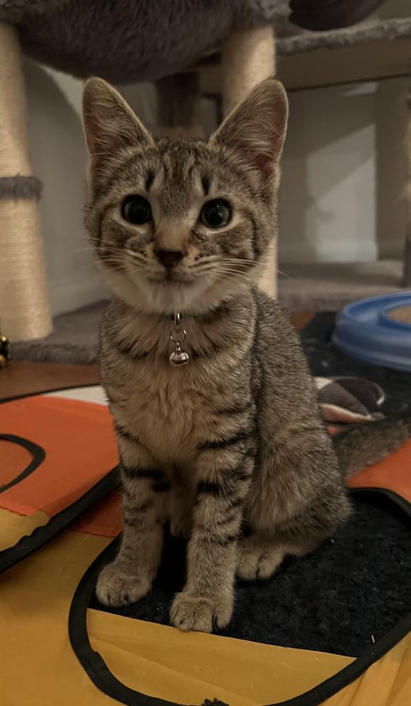 Karen Walker, Adoptable, Kitten Female Domestic Short Hair.