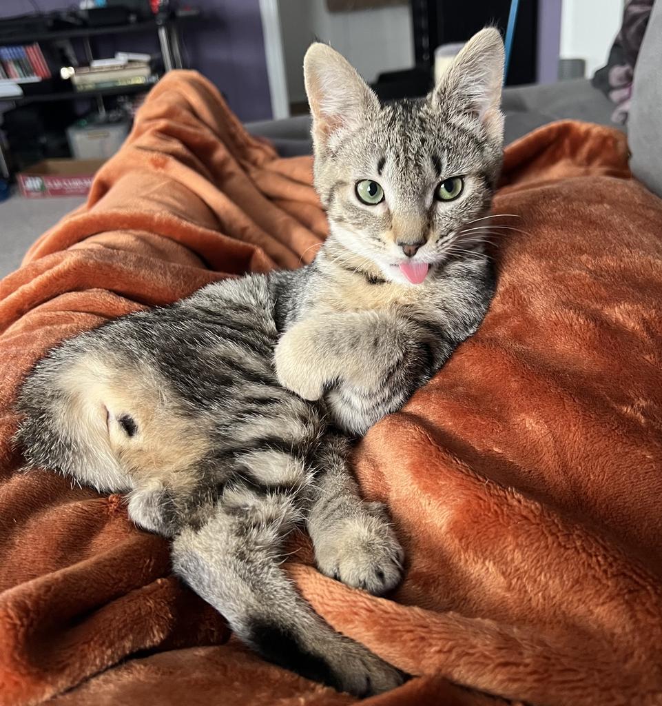 Enlarge Karen Walker, a Adoptable mixed breed in Parkville, MD image 2/6